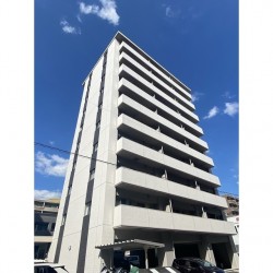 アステール菊陽 (0701)